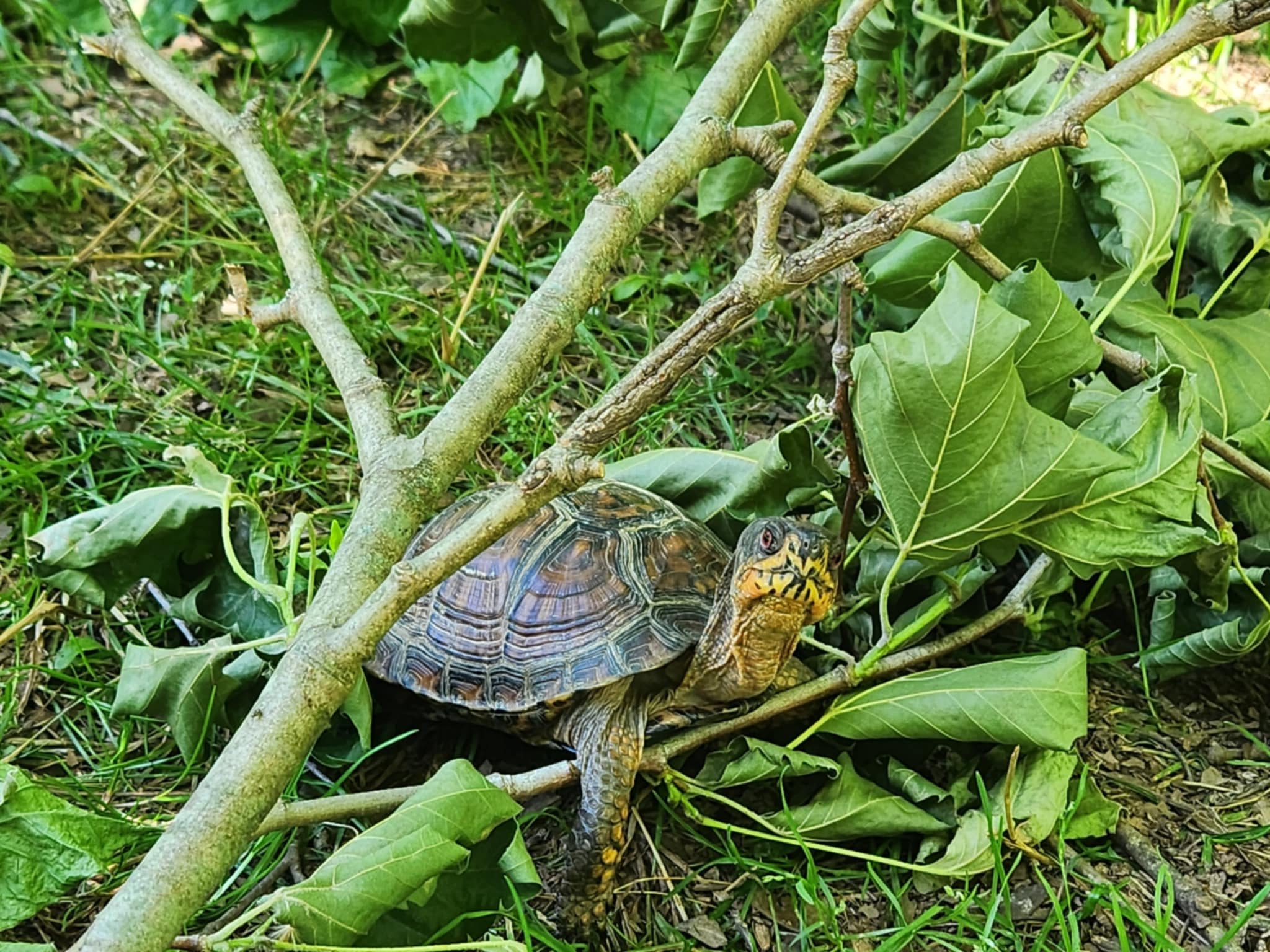 Benny the Box Turtle