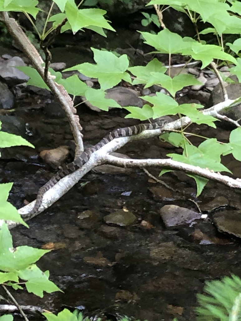 Snake on branch