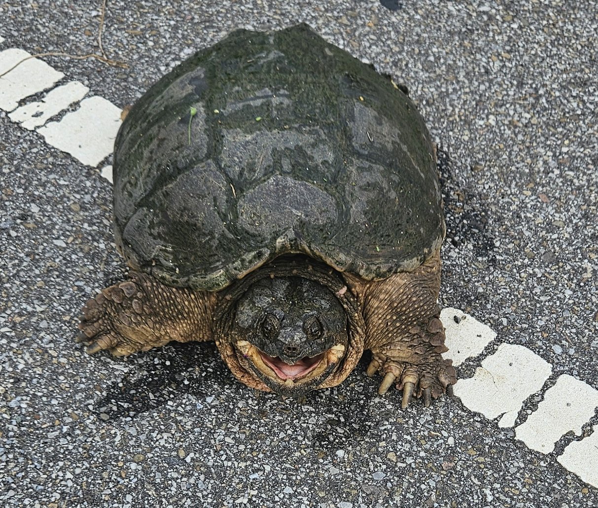 Snapping turtle