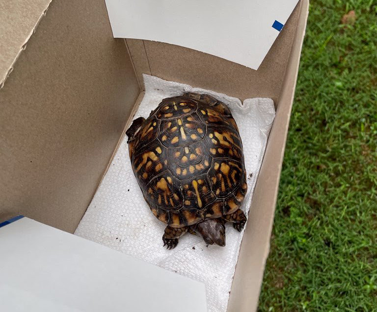 Box turtle in box