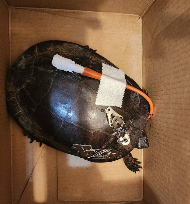 Turtle with feeding tube